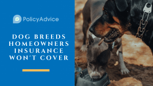Dog Breeds Homeowners Insurance Won’t Cover